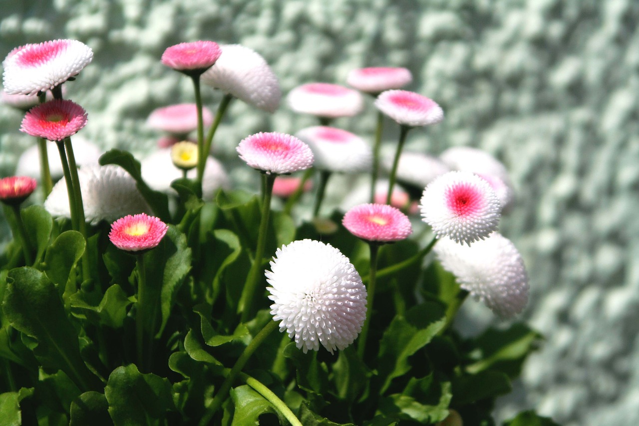 flower pink pink flower free photo