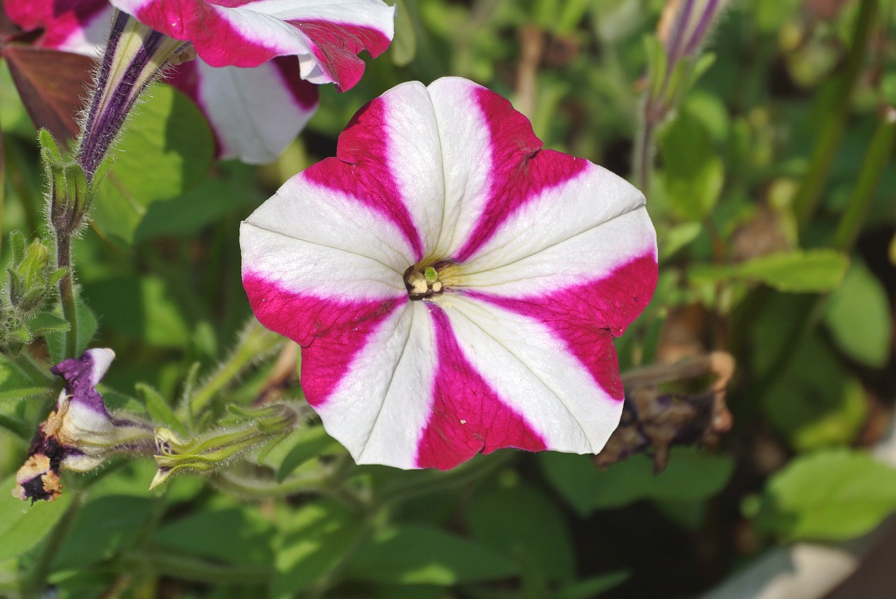 flower stripes pink free photo