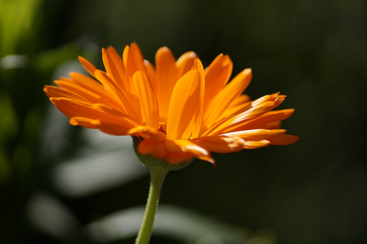 flower orange close free photo