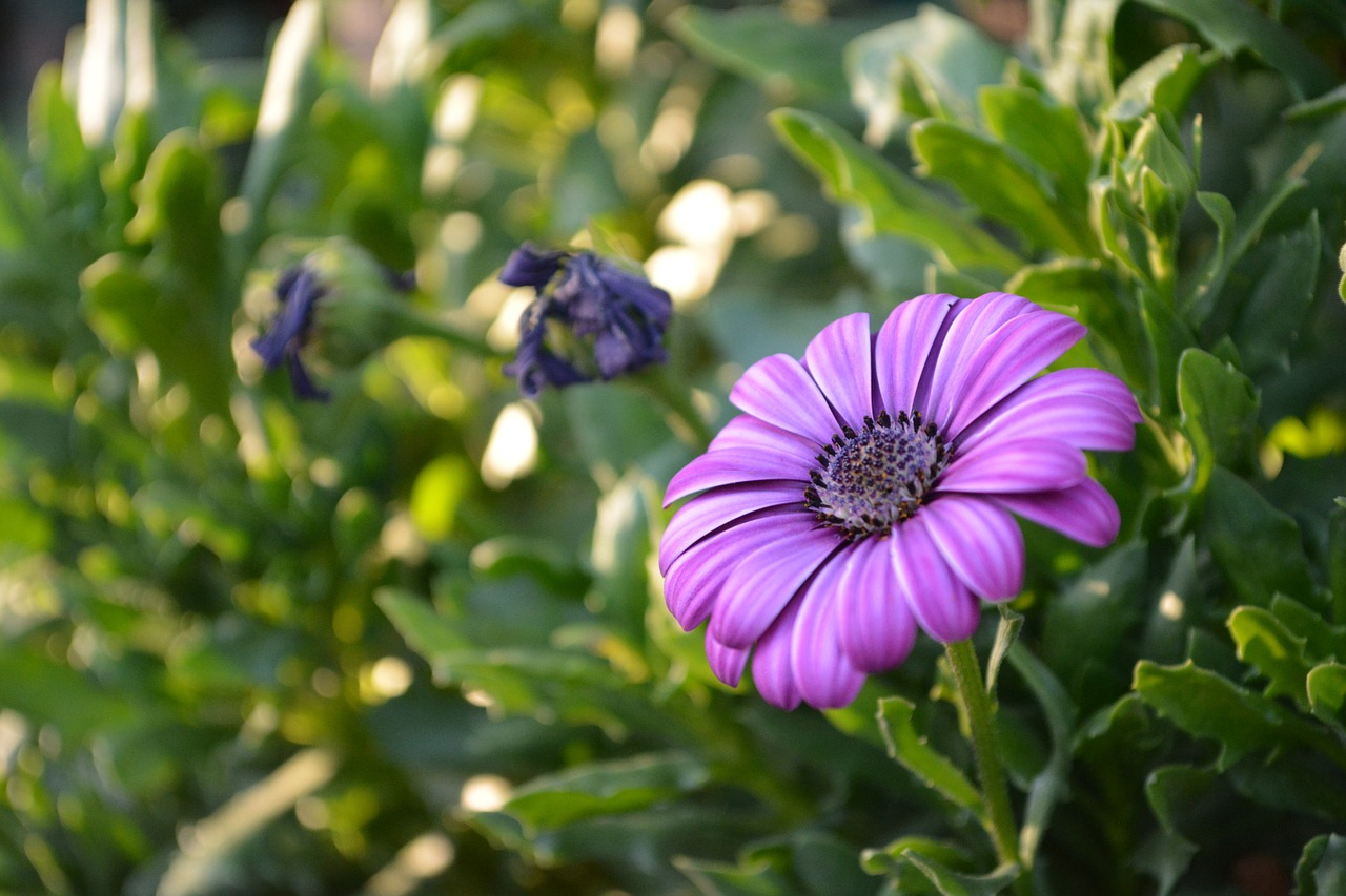 flower summer summer flowers free photo