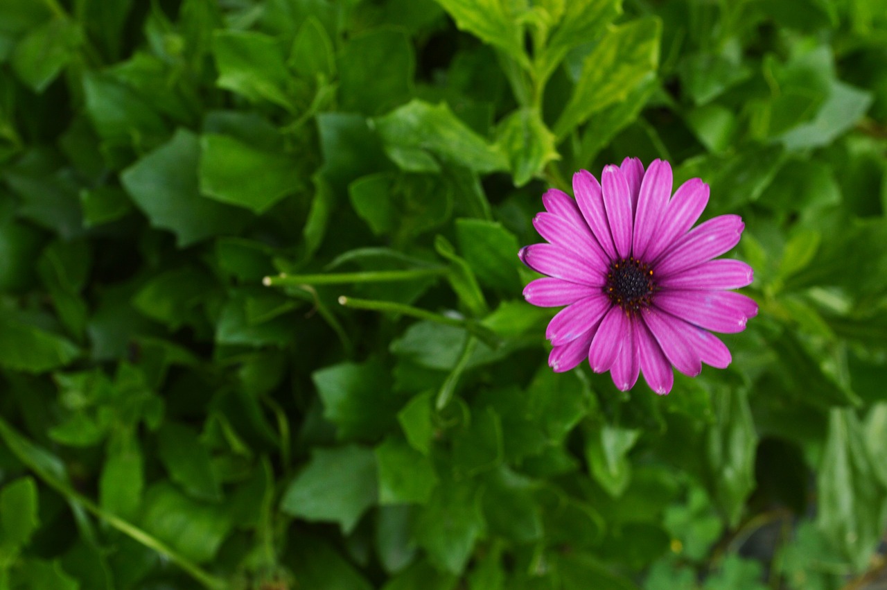 flower nature green free photo