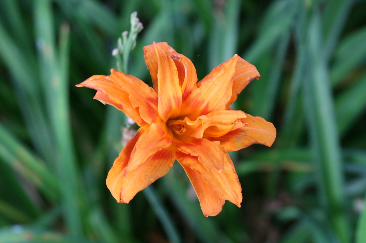 flower orange lily free photo