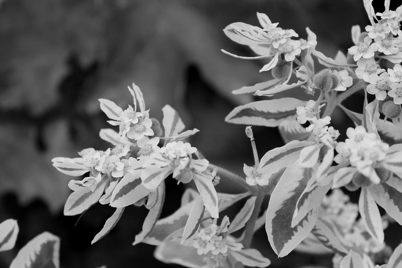 flower plant leaves free photo