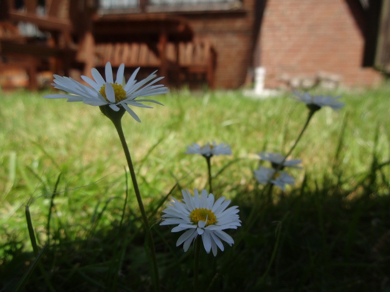 flower daisy white free photo