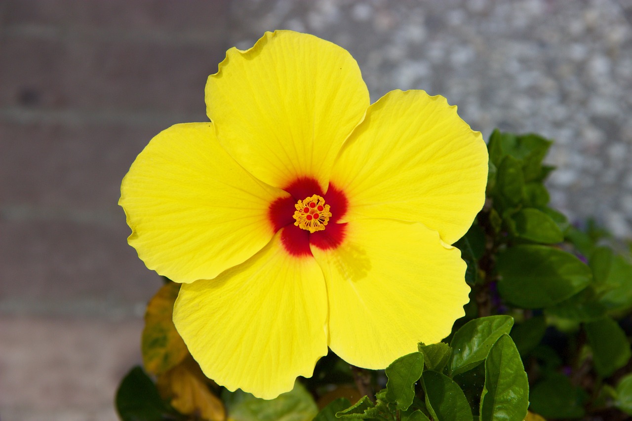 flower hibiscus bloom free photo