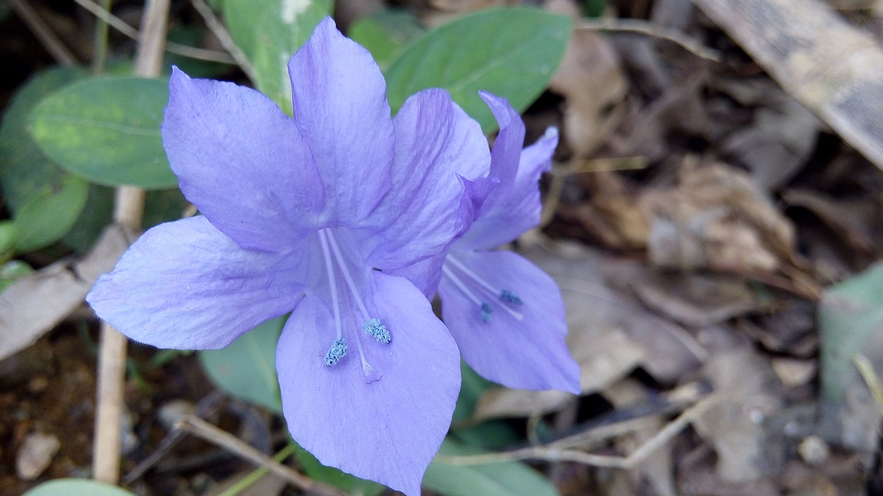 flower plant the scenery free photo