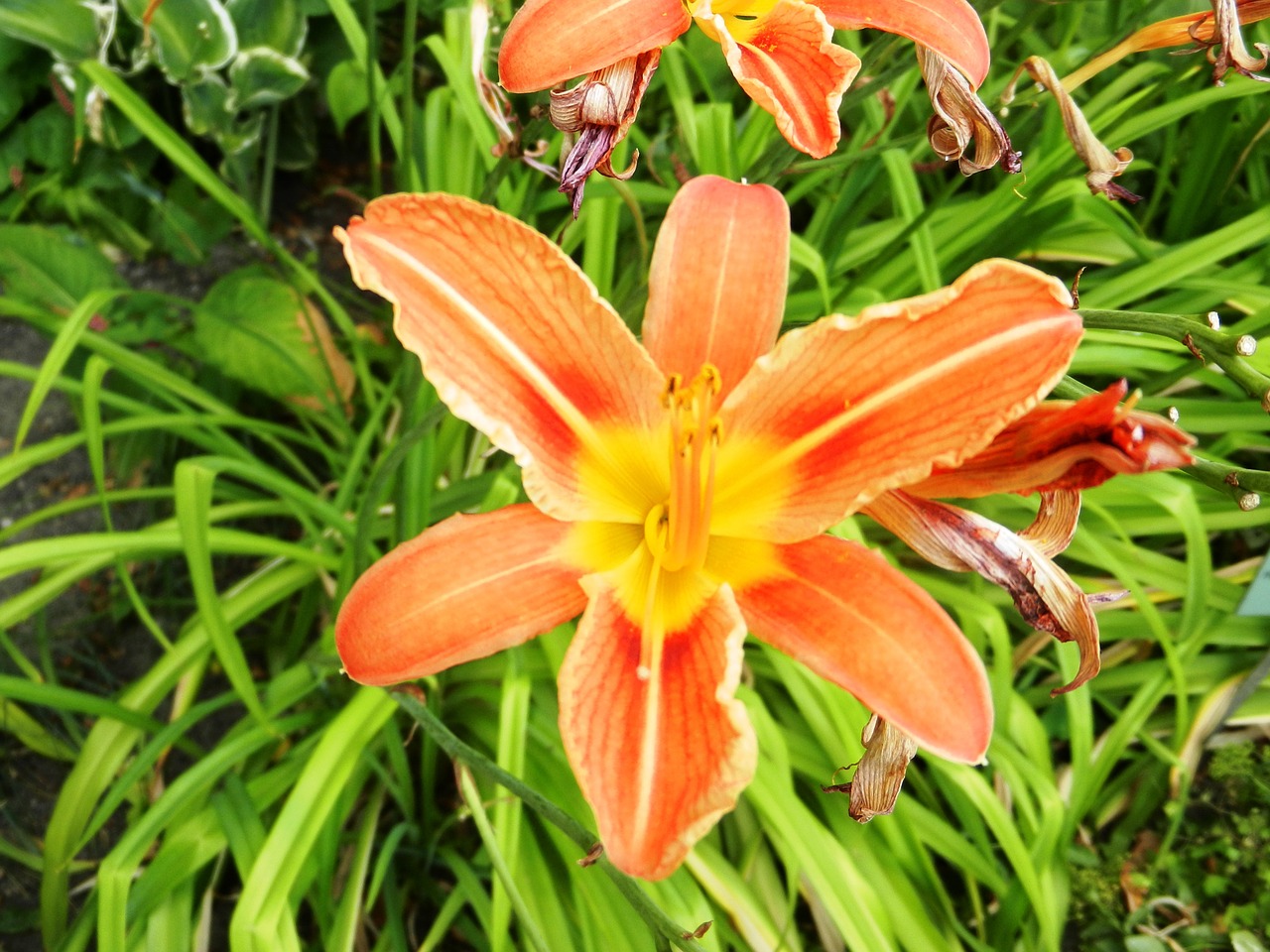 flower orange petal free photo