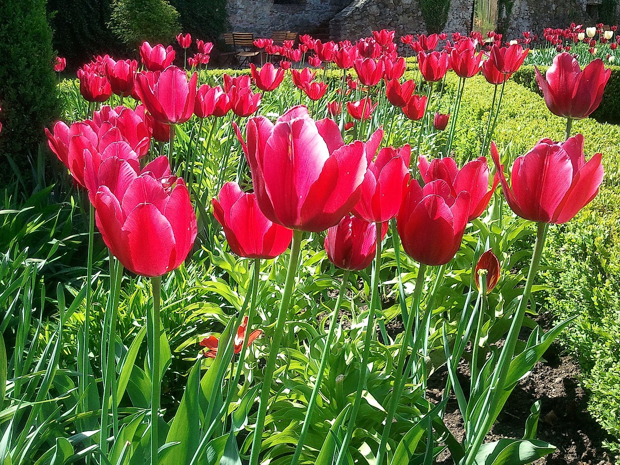 flower tulip garden free photo