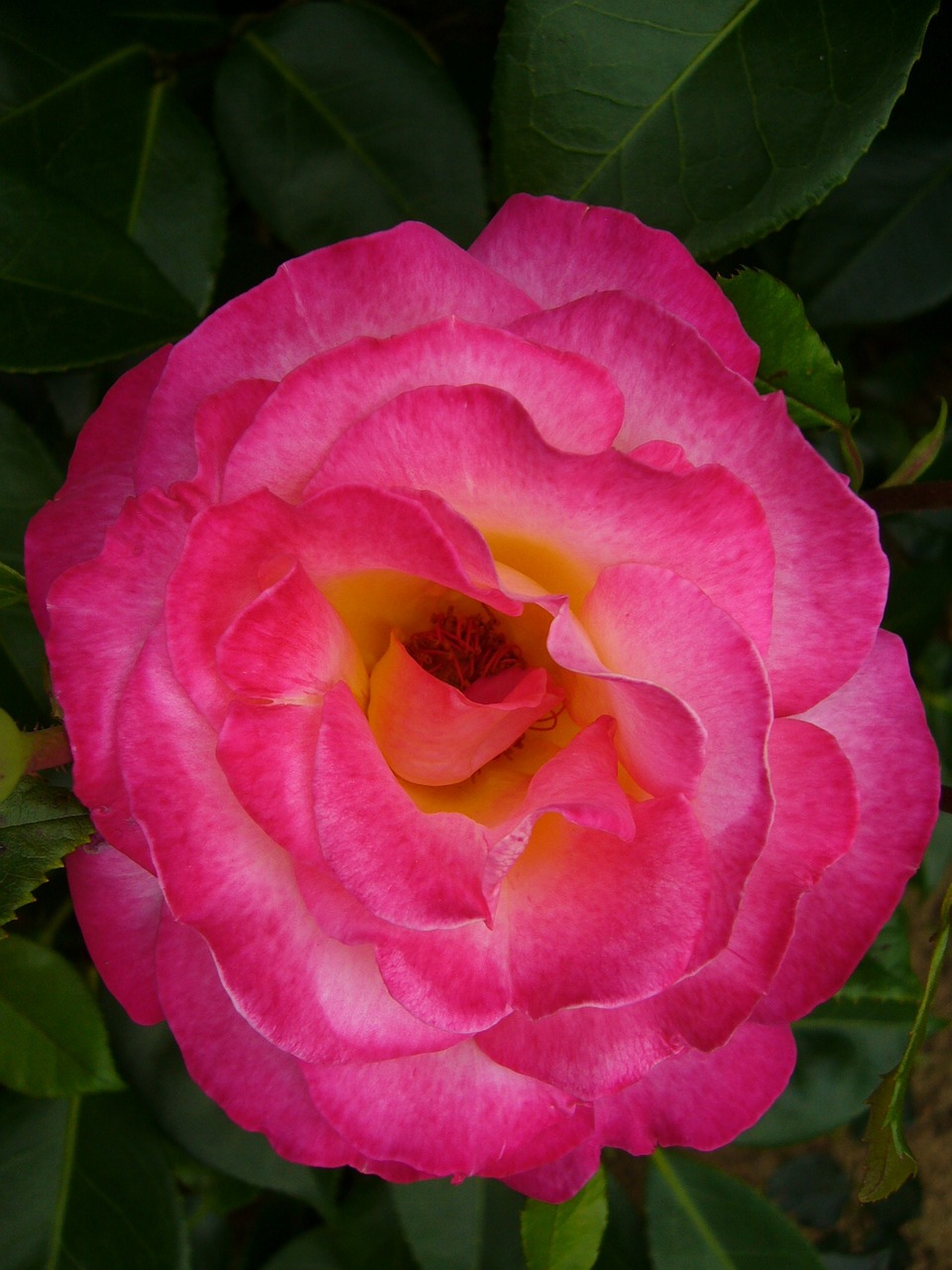 flower pink rosebush free photo