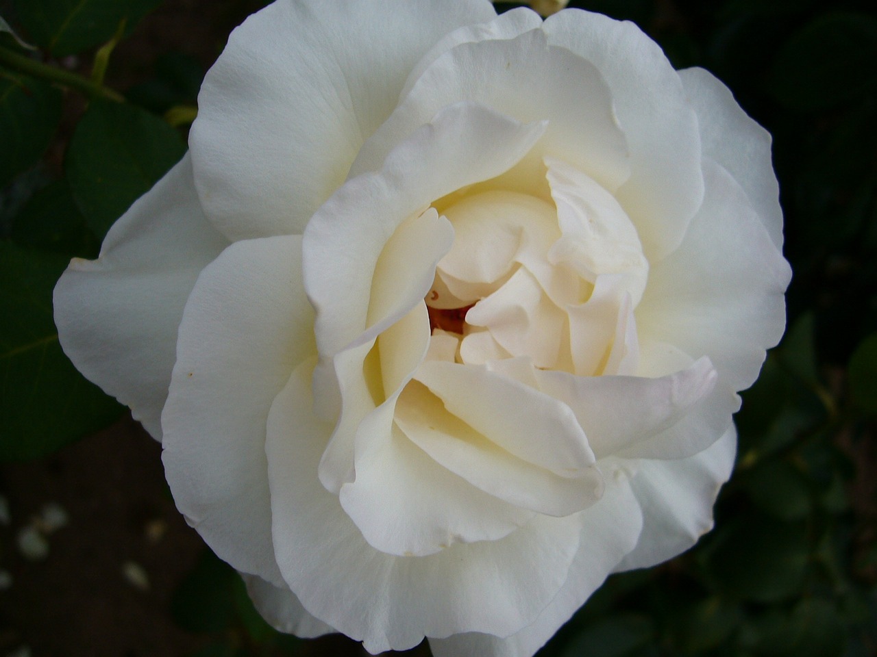 flower pink rosebush free photo