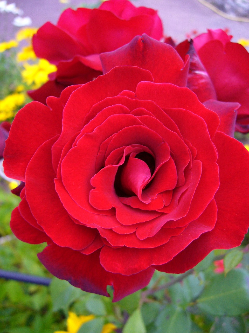 flower pink rosebush free photo