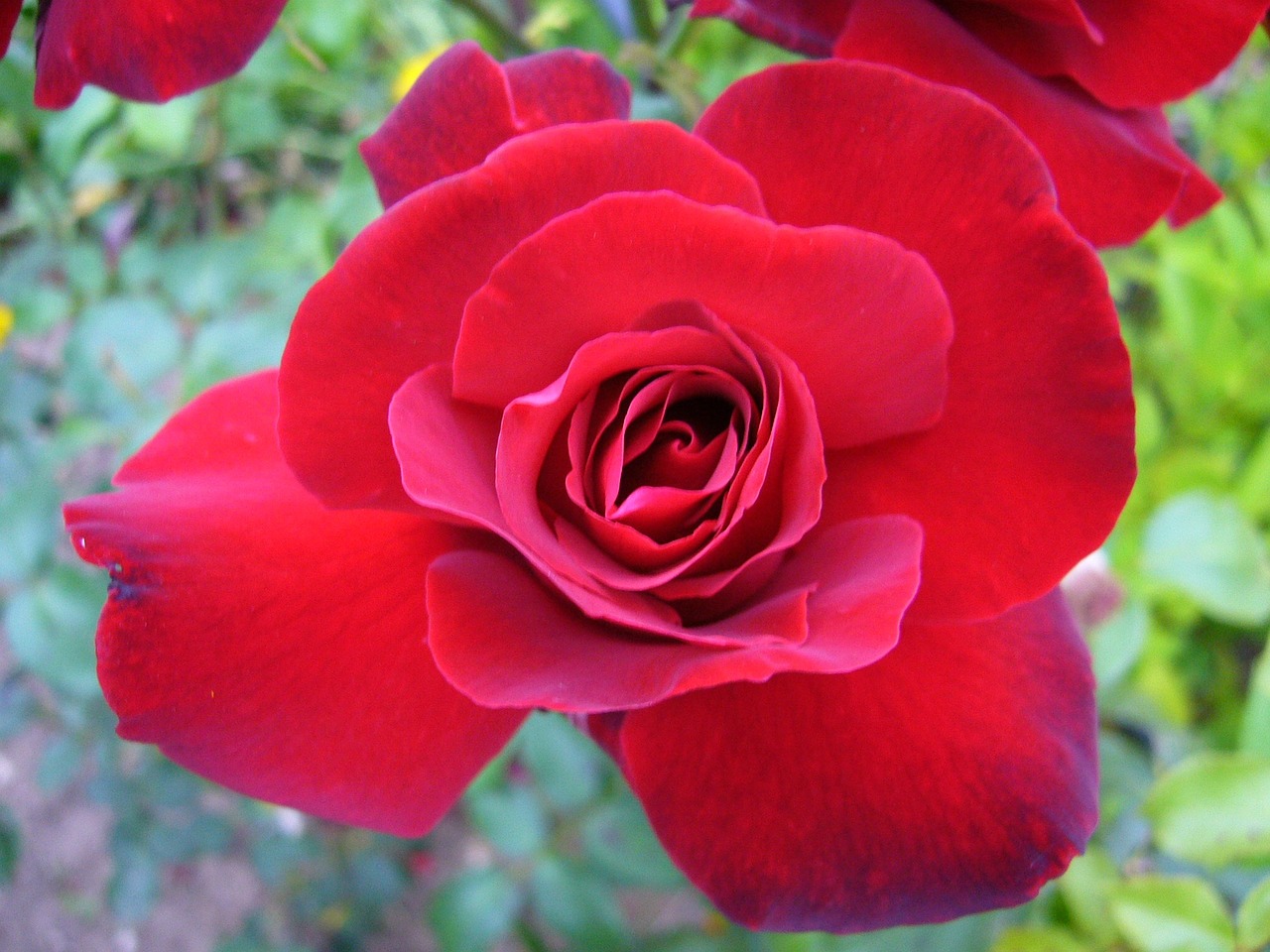 flower pink rosebush free photo