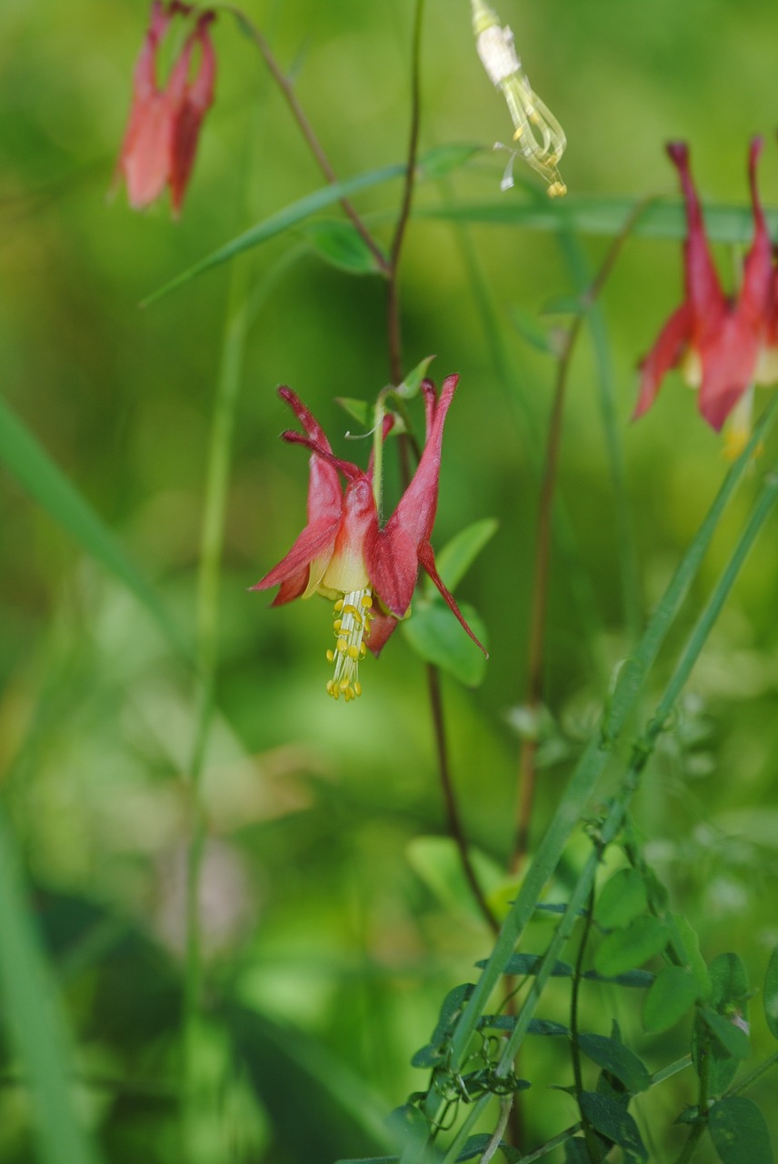 flower red woods free photo