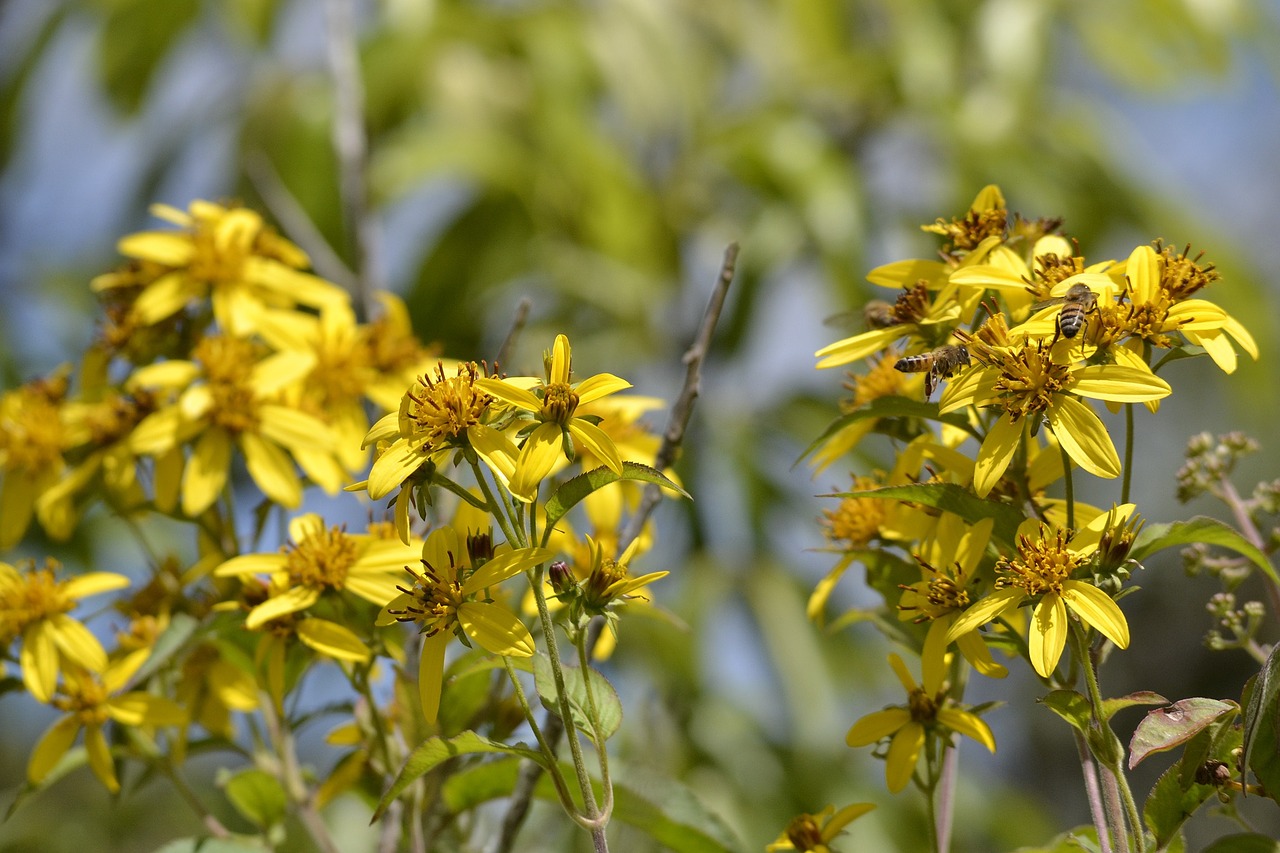 flower bee yellow free photo