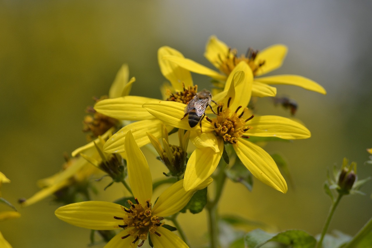 flower bee yellow free photo