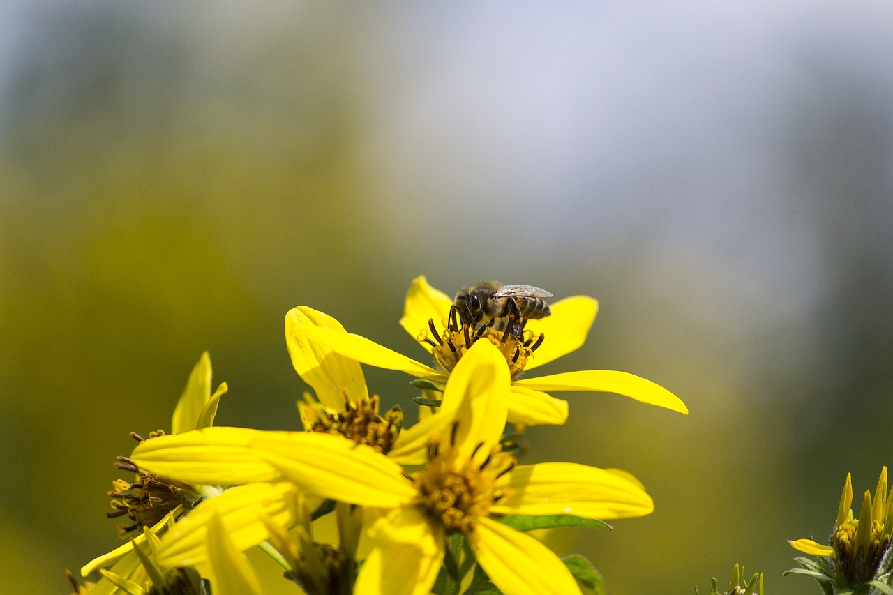 flower bee yellow free photo