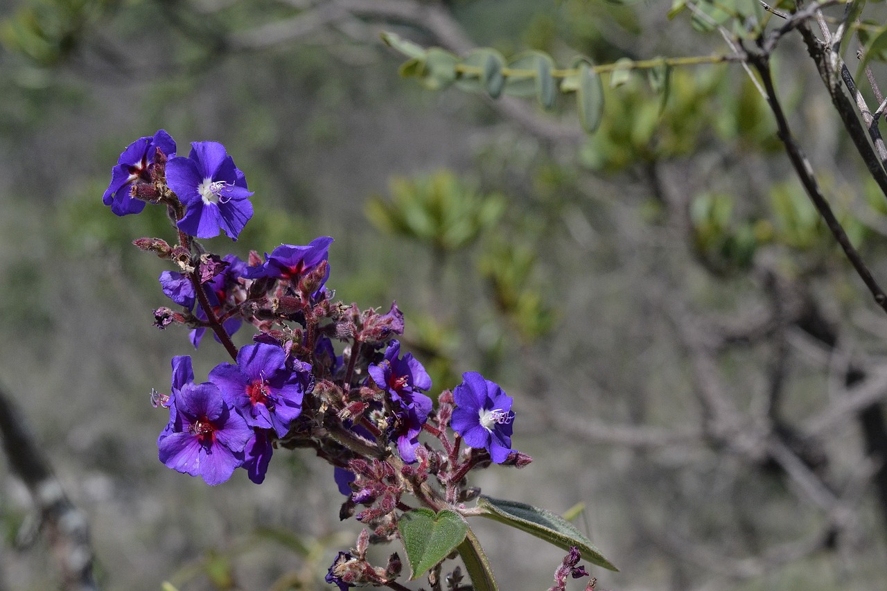 flower nature spring free photo