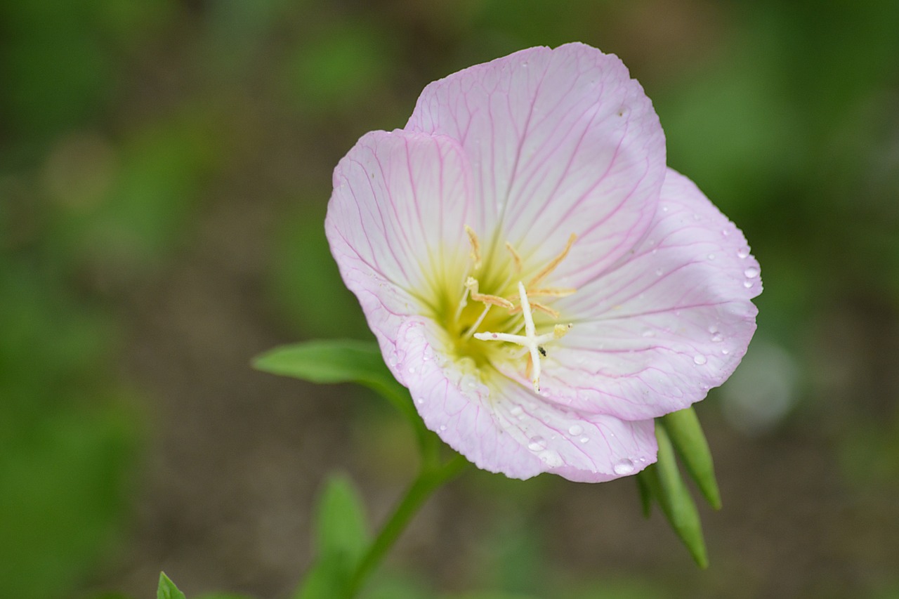 flower nature summer flowers free photo