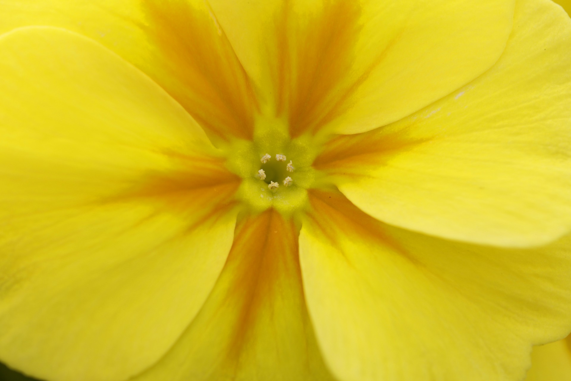 flower yellow abstract free photo