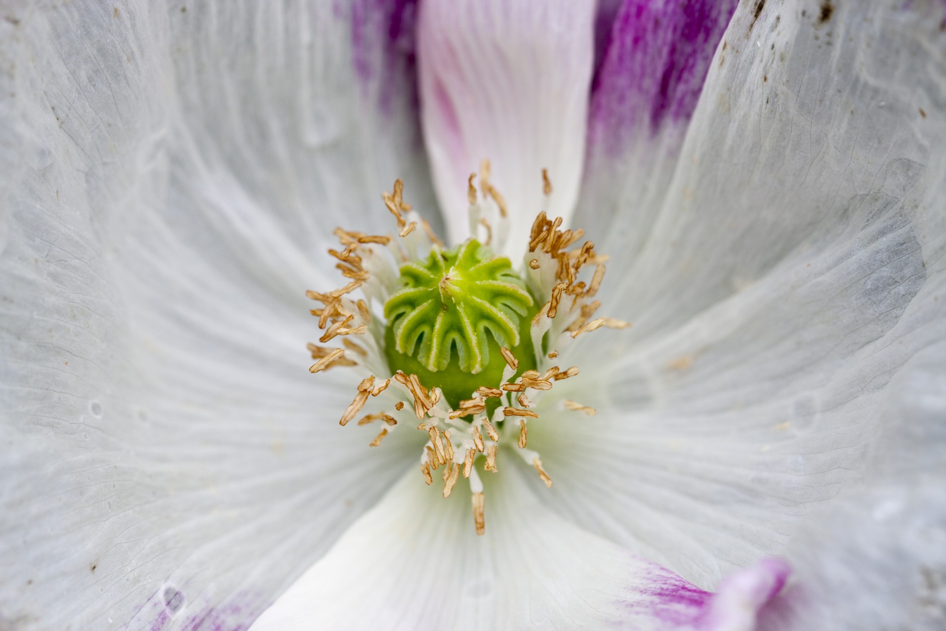 flower abstract close-up free photo