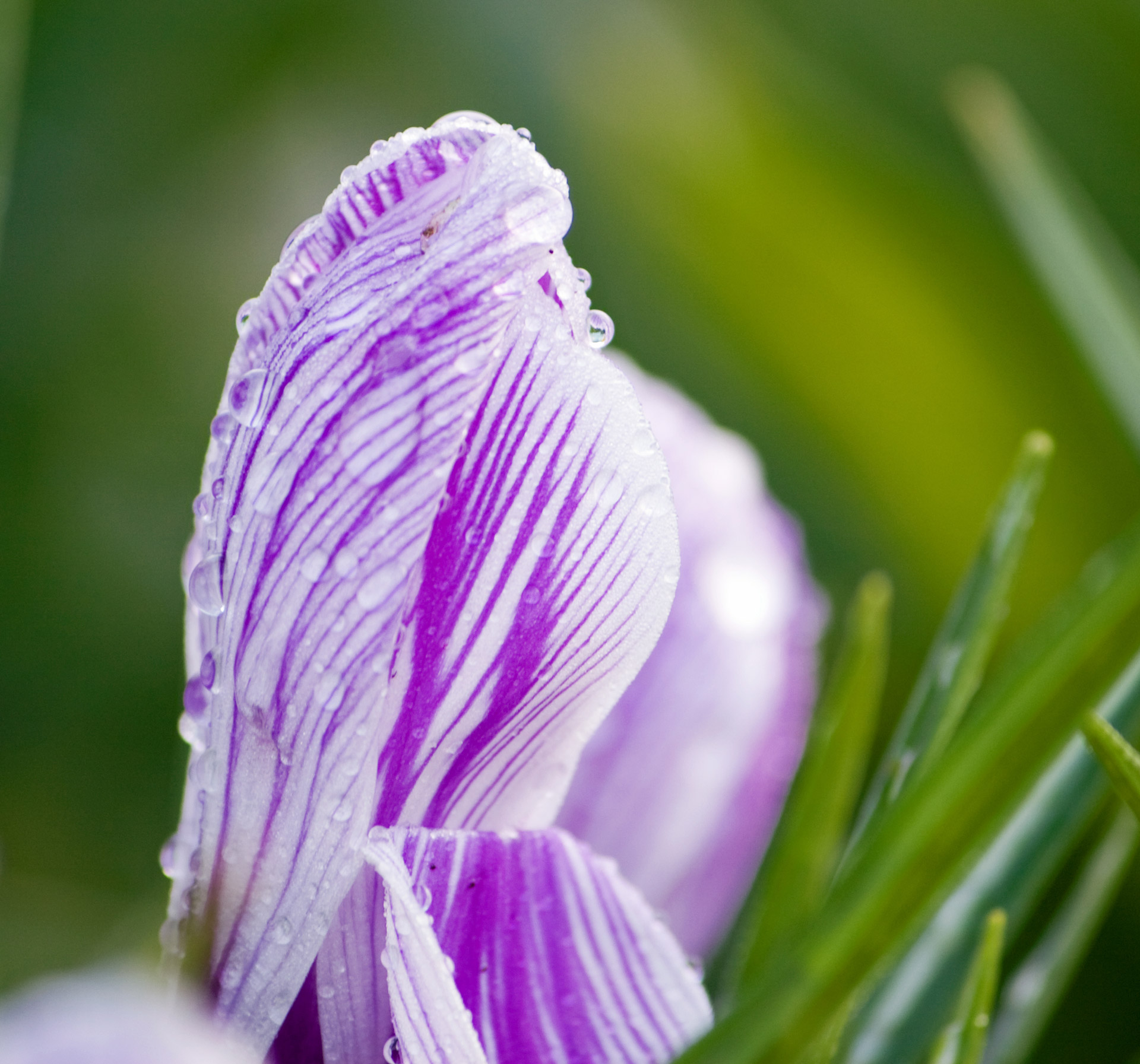 flower abstract crocus free photo