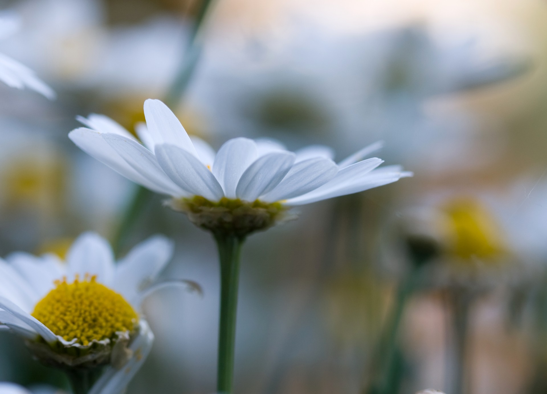 flower flowers abstract free photo