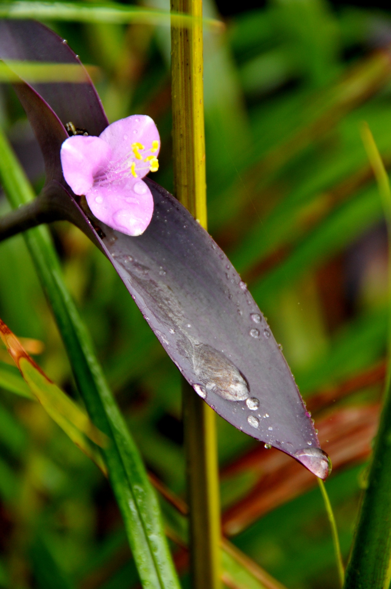 flower water drop droplets free photo