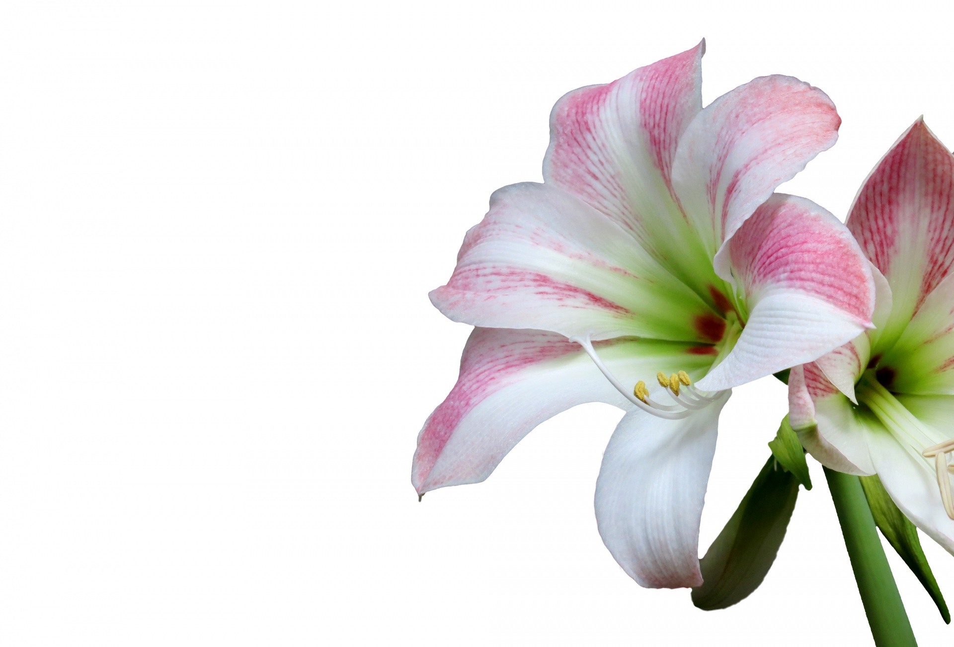 flower amaryllis pink free photo