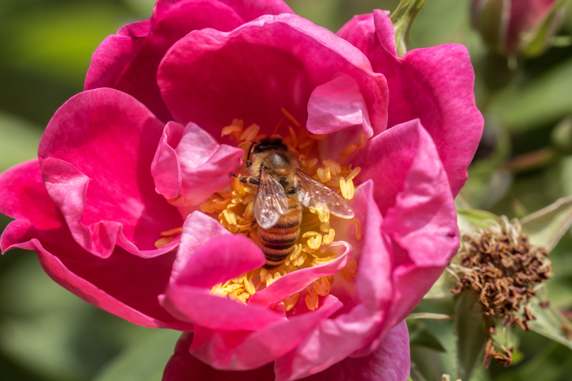 flower bee pollenation free photo