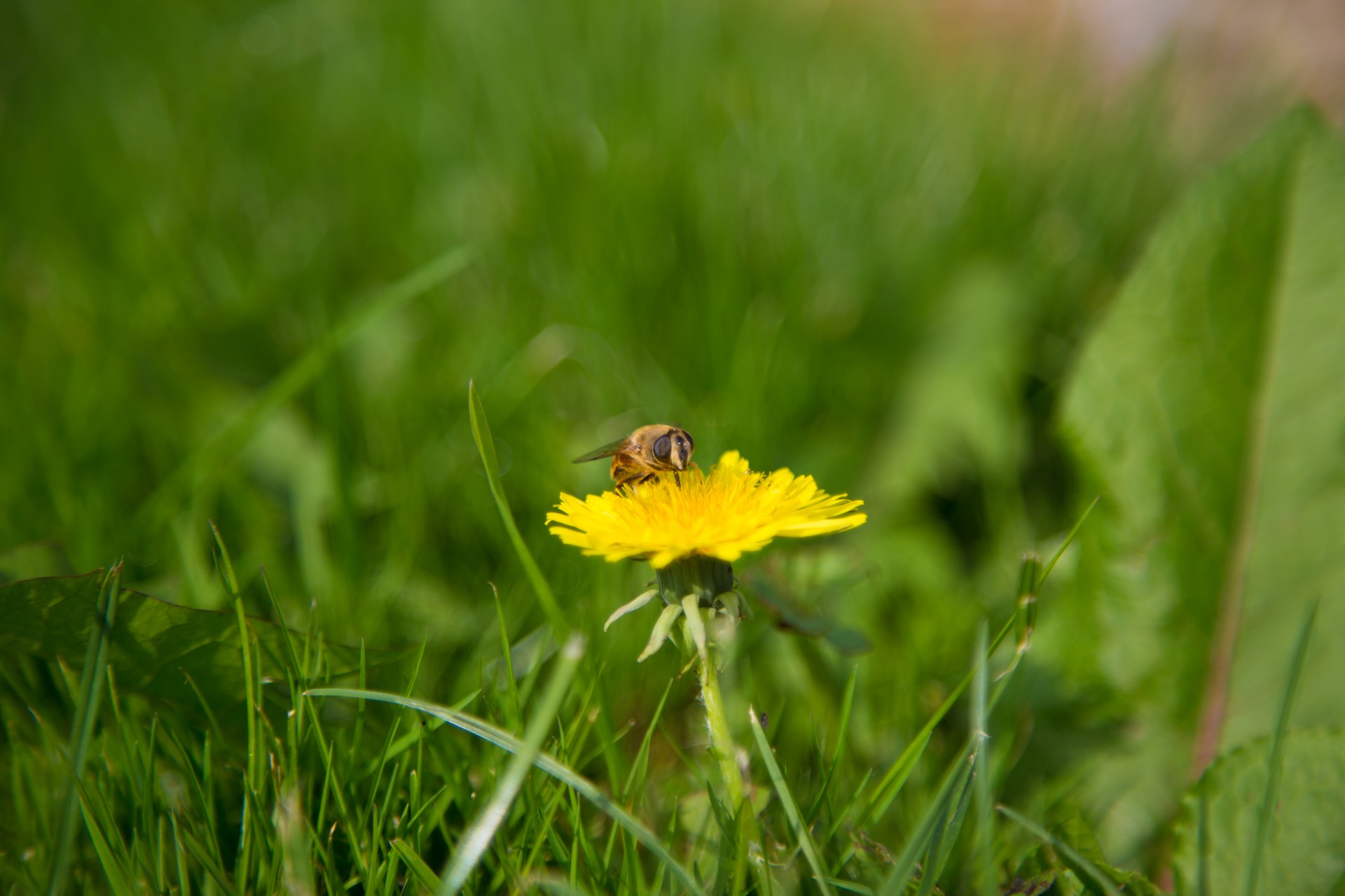 flower grass bee free photo