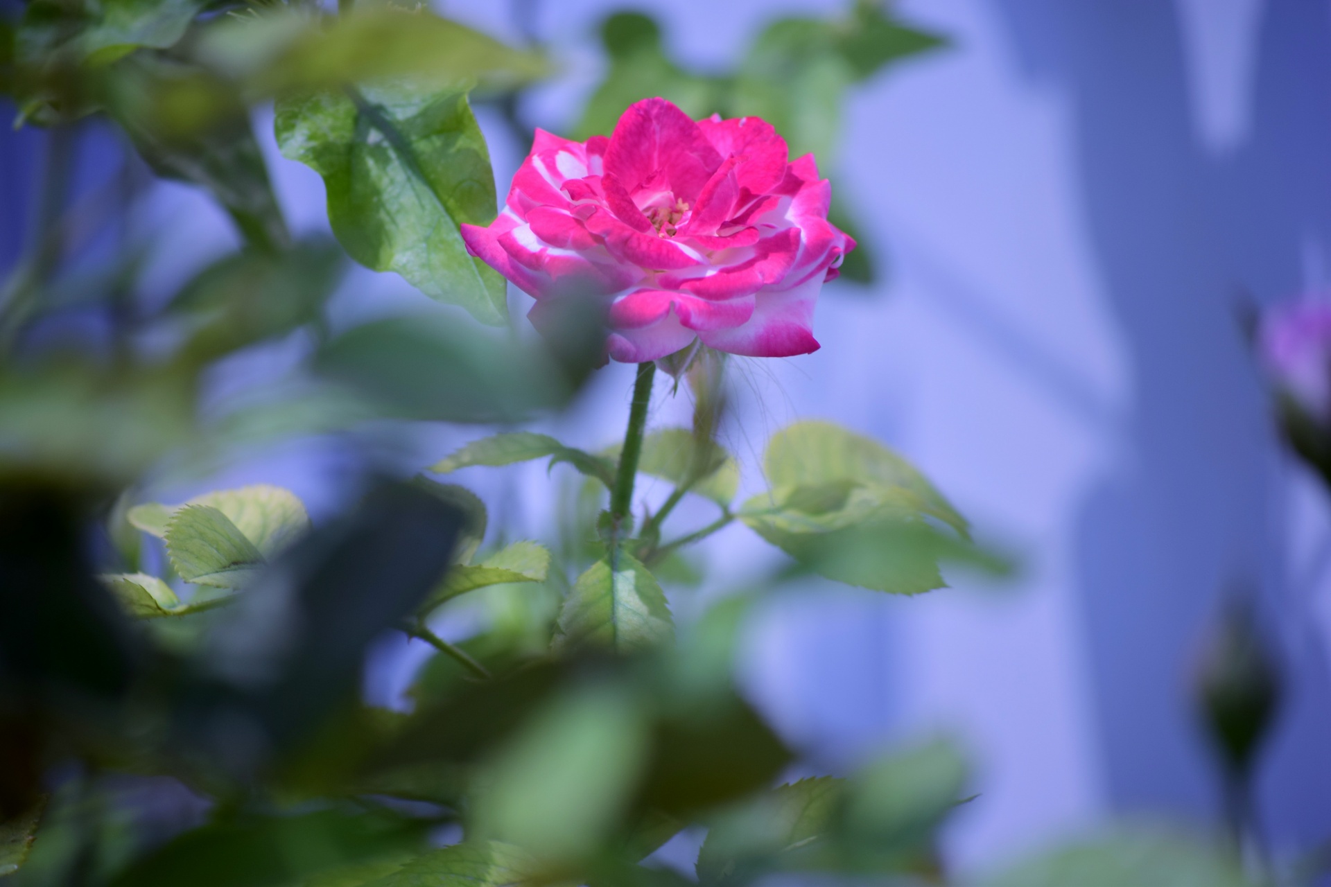 rose flower petals free photo