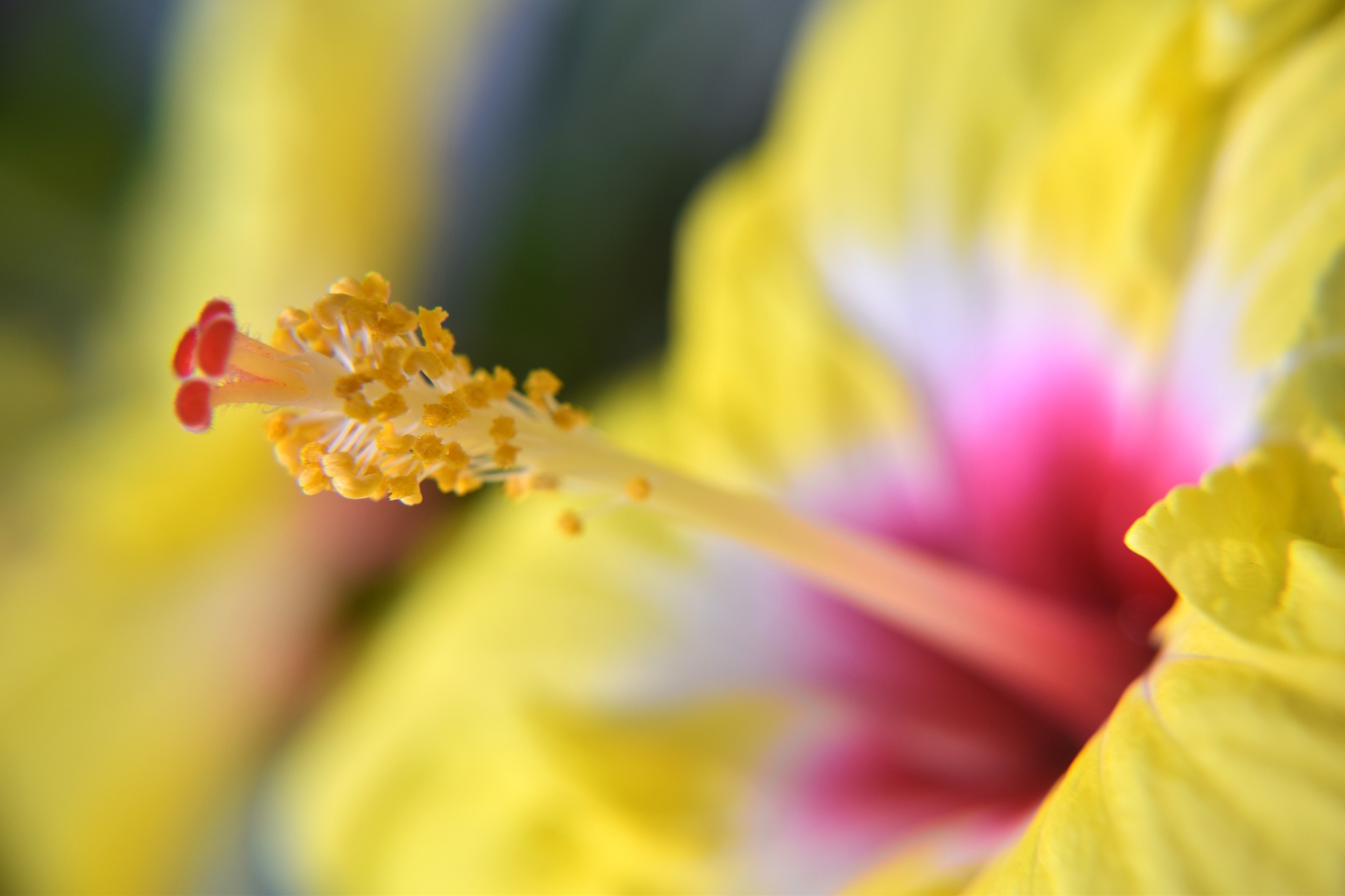 hibiscus yellow petals free photo