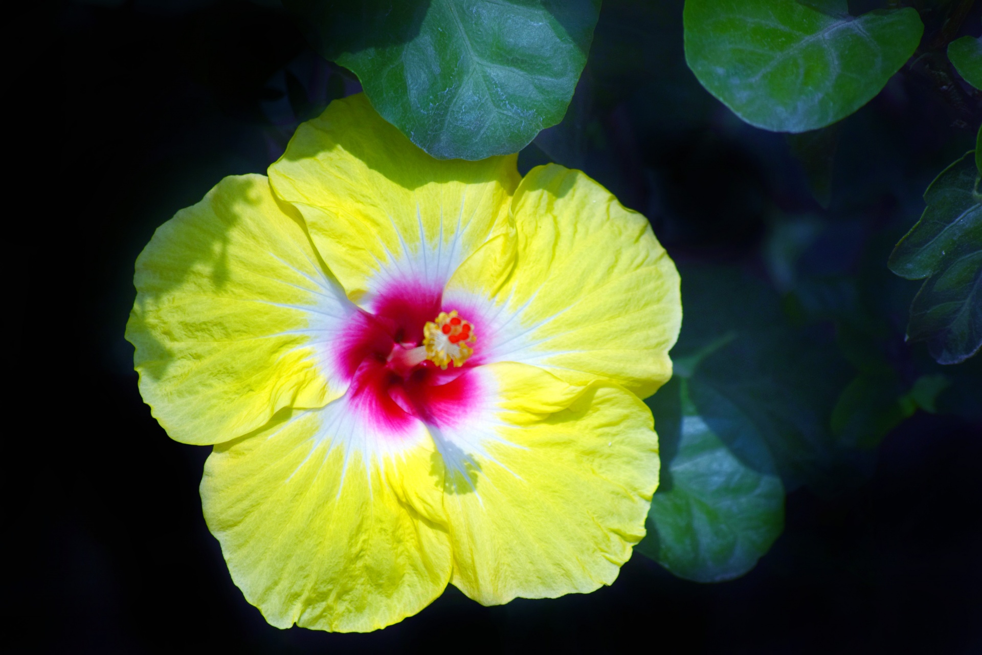 hibiscus yellow petals free photo