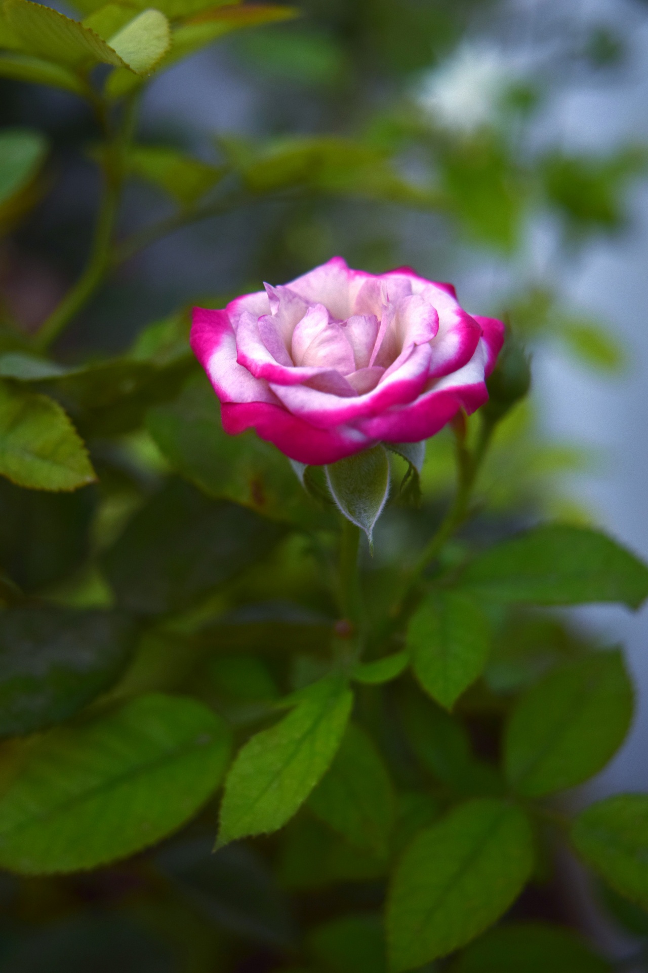 rose flower petals free photo