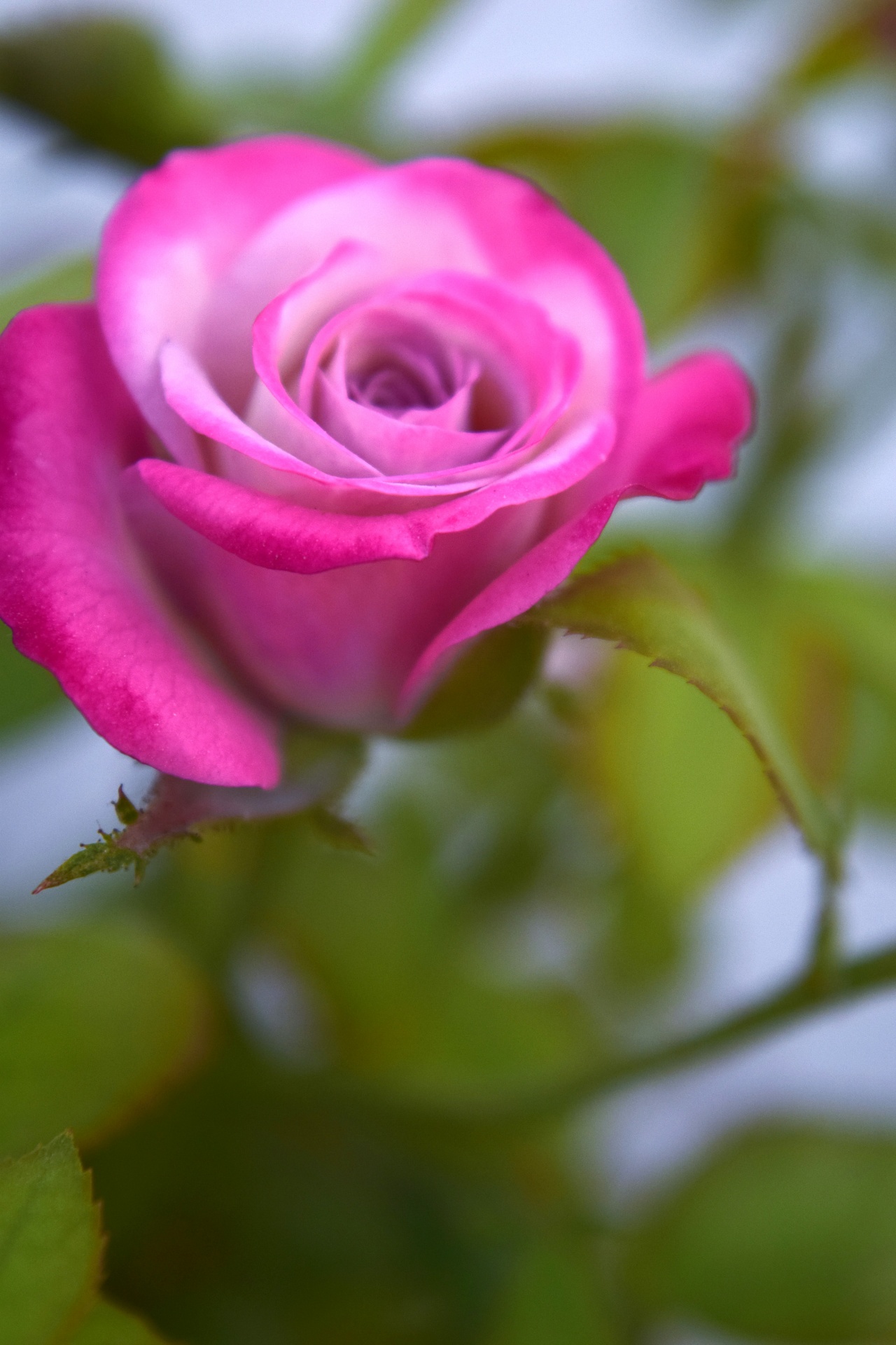 rose pink flower free photo