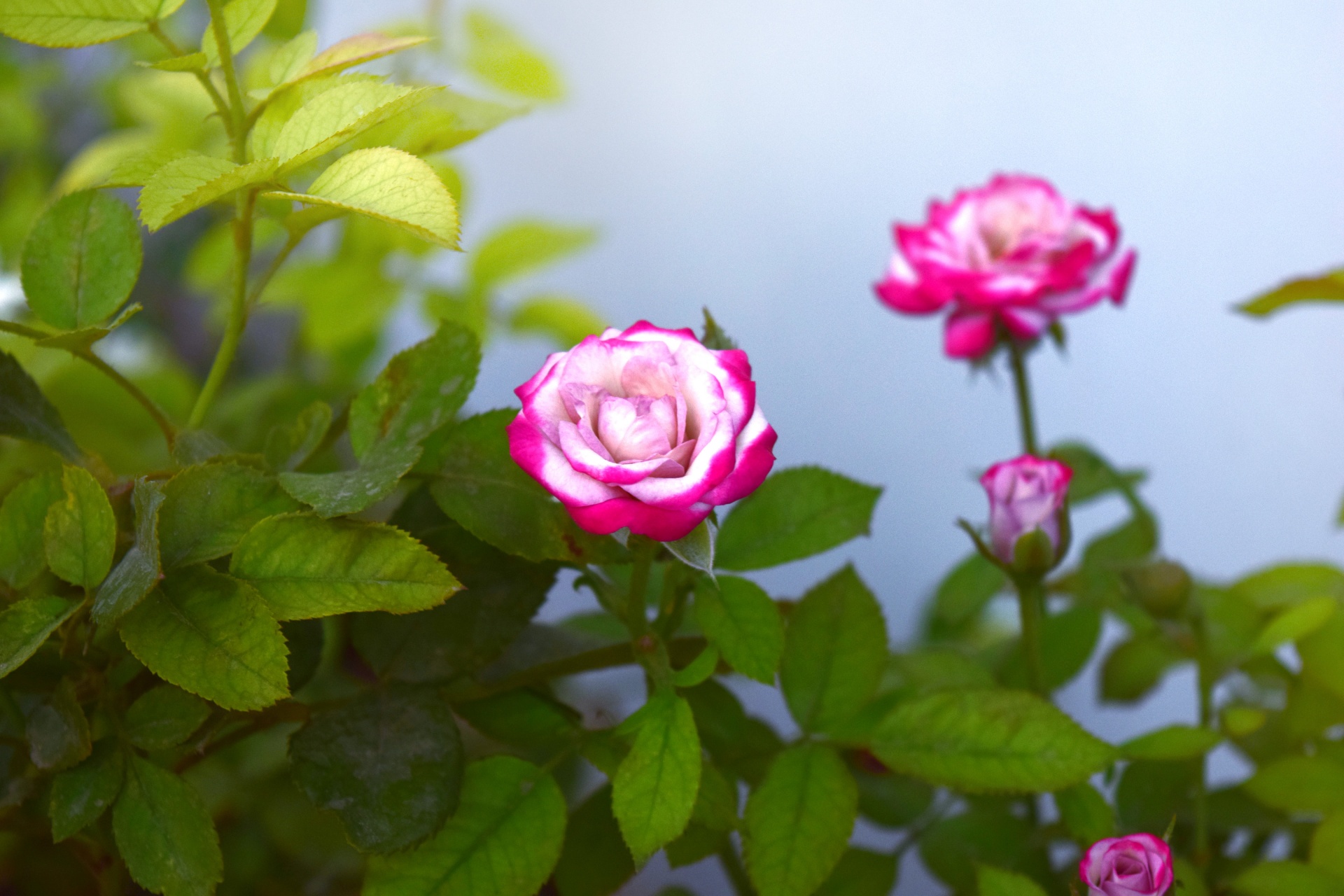 rose flower petals free photo