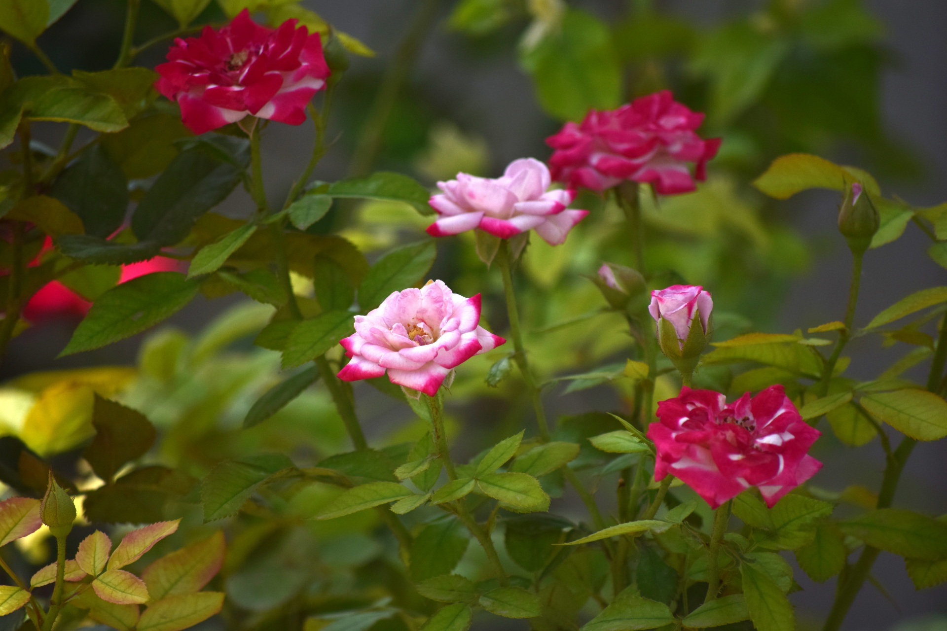 rose flower petals free photo