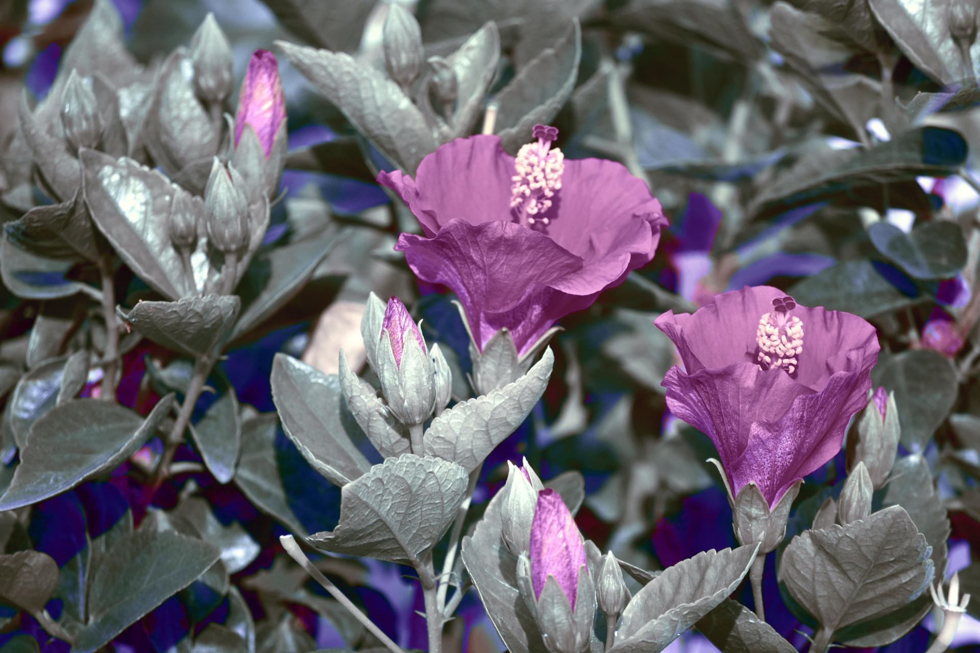 hibiscus flower petals free photo