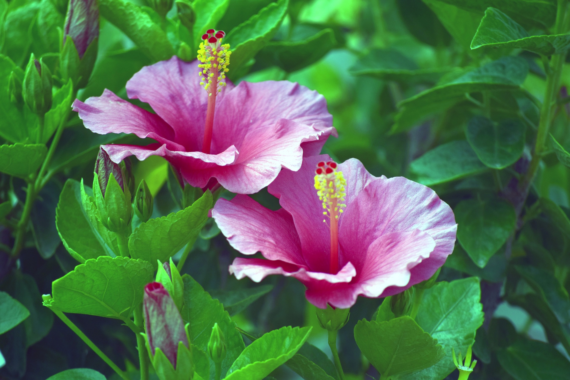 hibiscus flower petals free photo