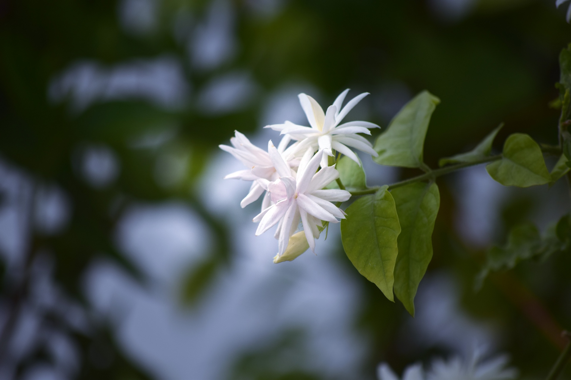 jasmine flower white free photo