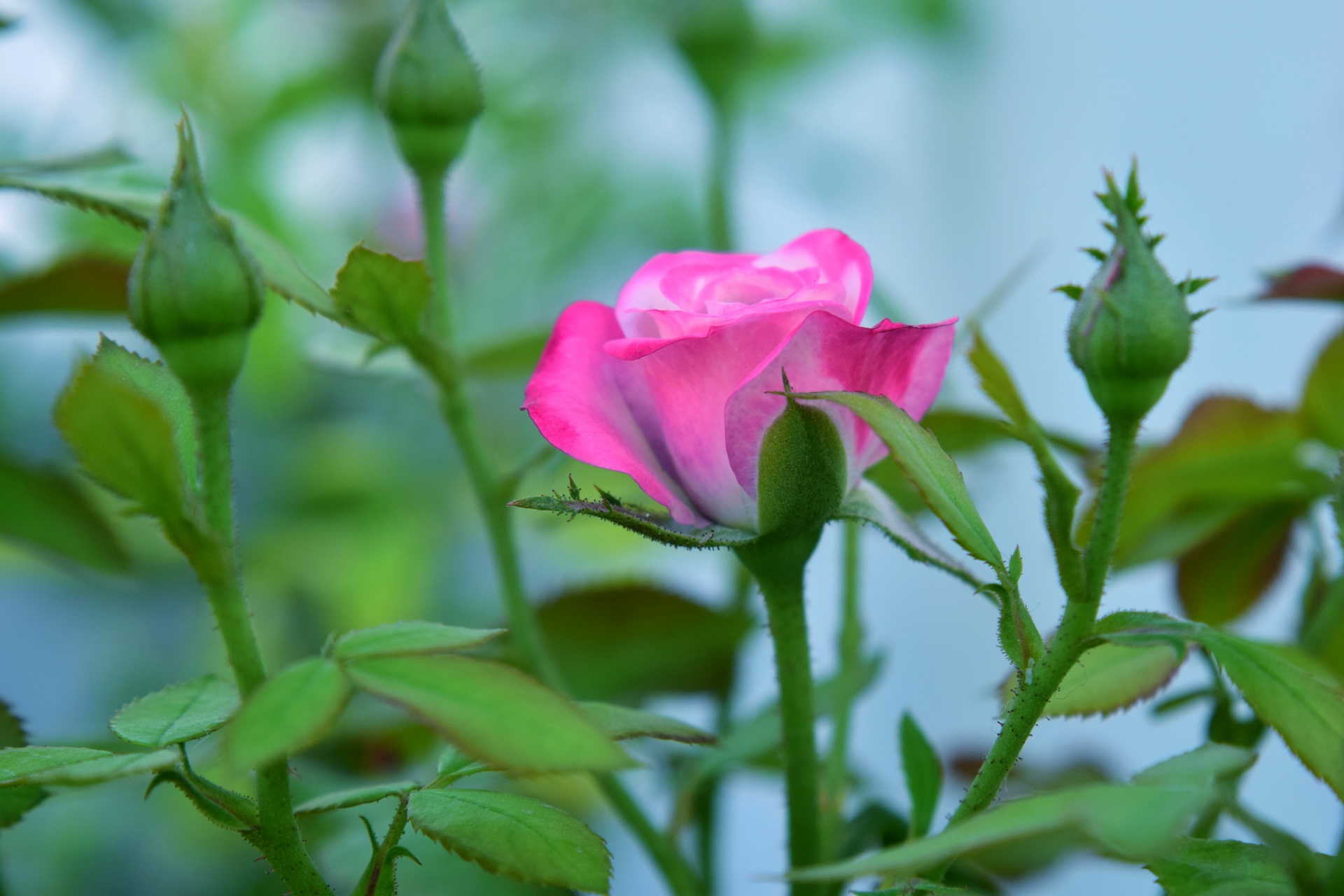 rose flower pink free photo