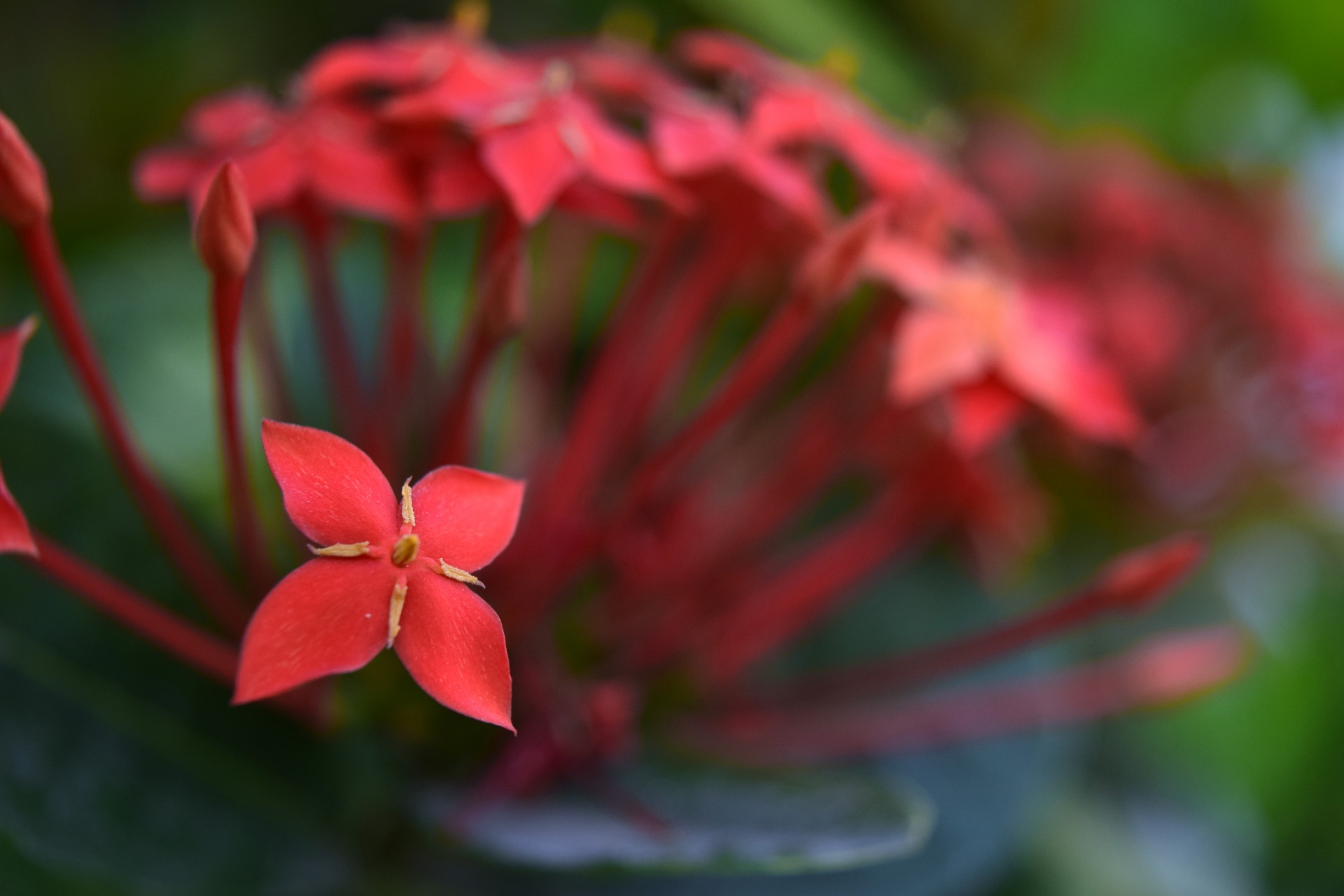 flower red nature free photo