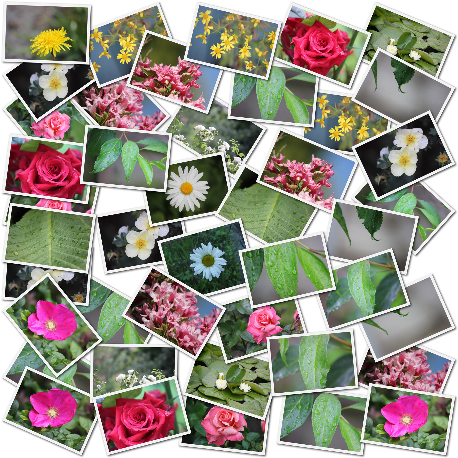 collage mosaic flower free photo