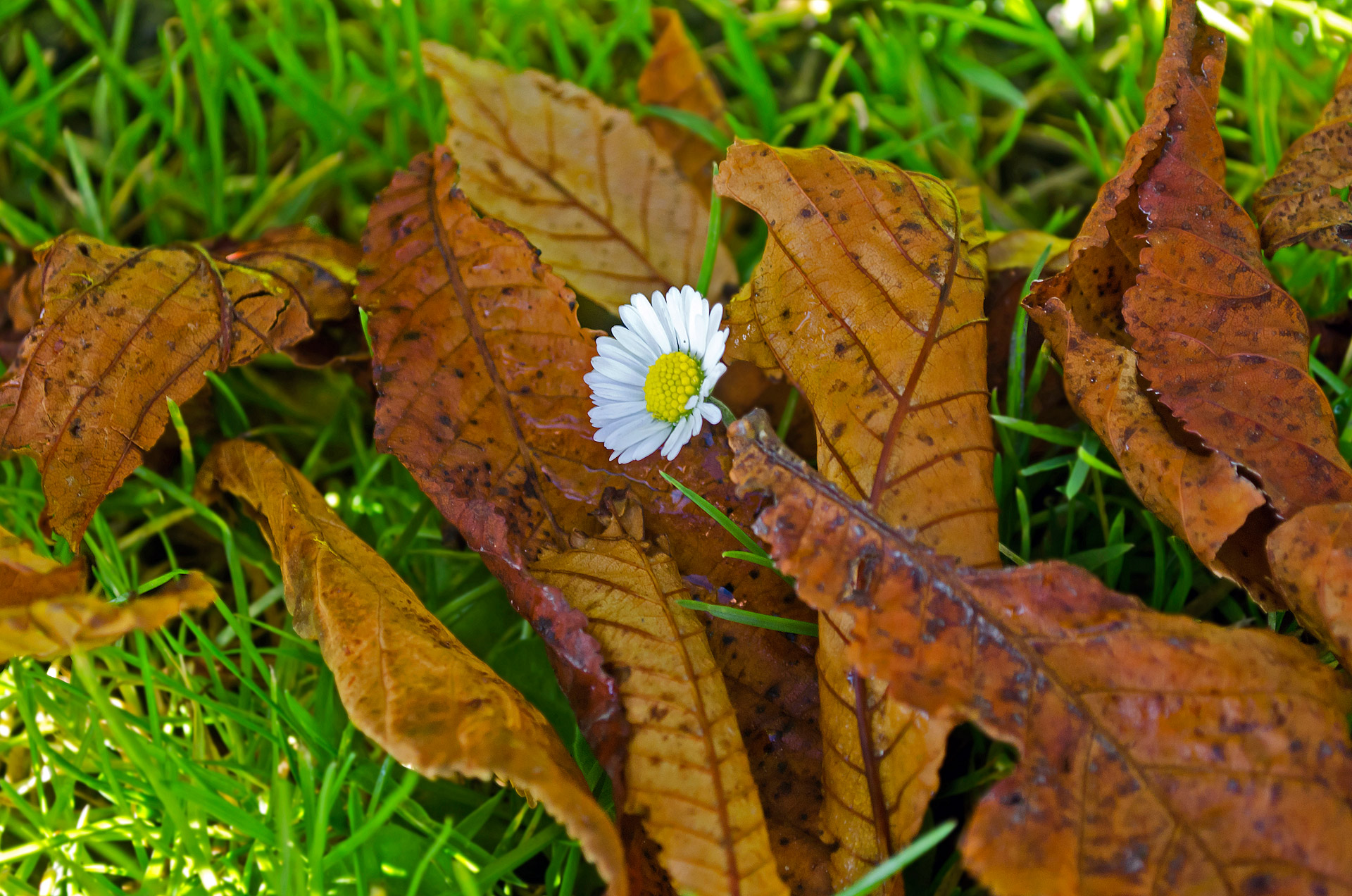 flower leaves leaf free photo