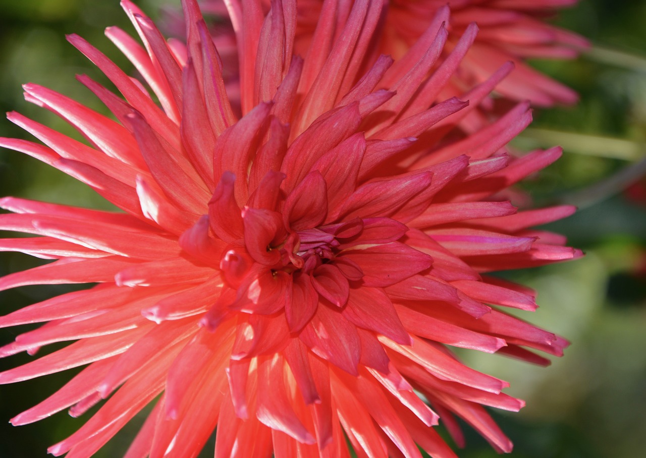 flower anemone  flowers  red flower free photo