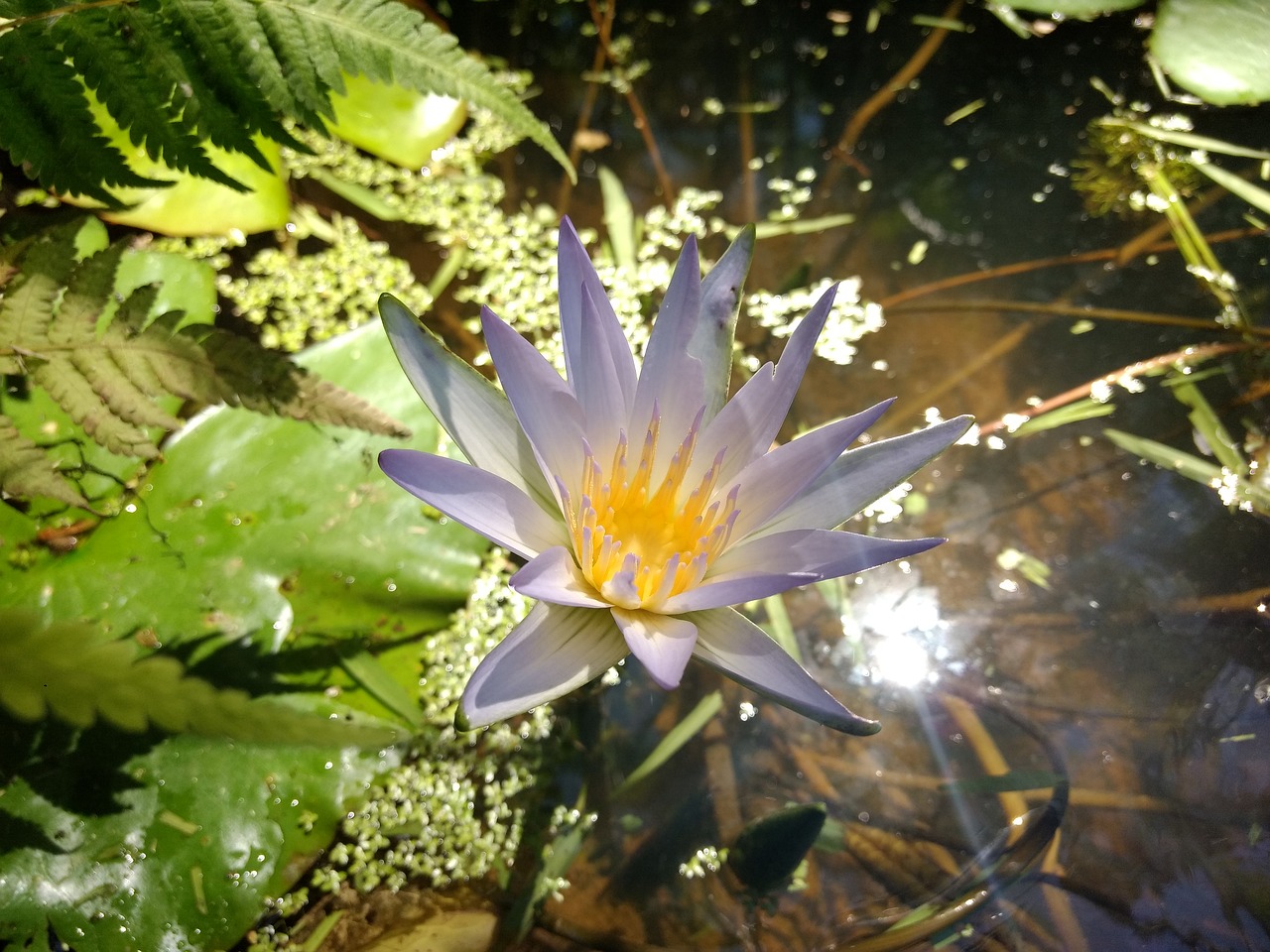 Montale aquatica. Акватика цветок. Водные цветковые растения. Водные растения Башкортостана. Водные цветы фото и названия.