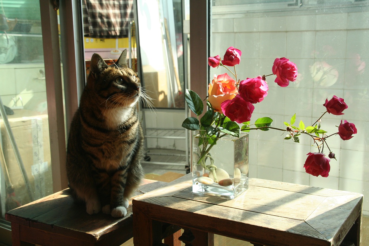 flower arrangement cat house cat free photo