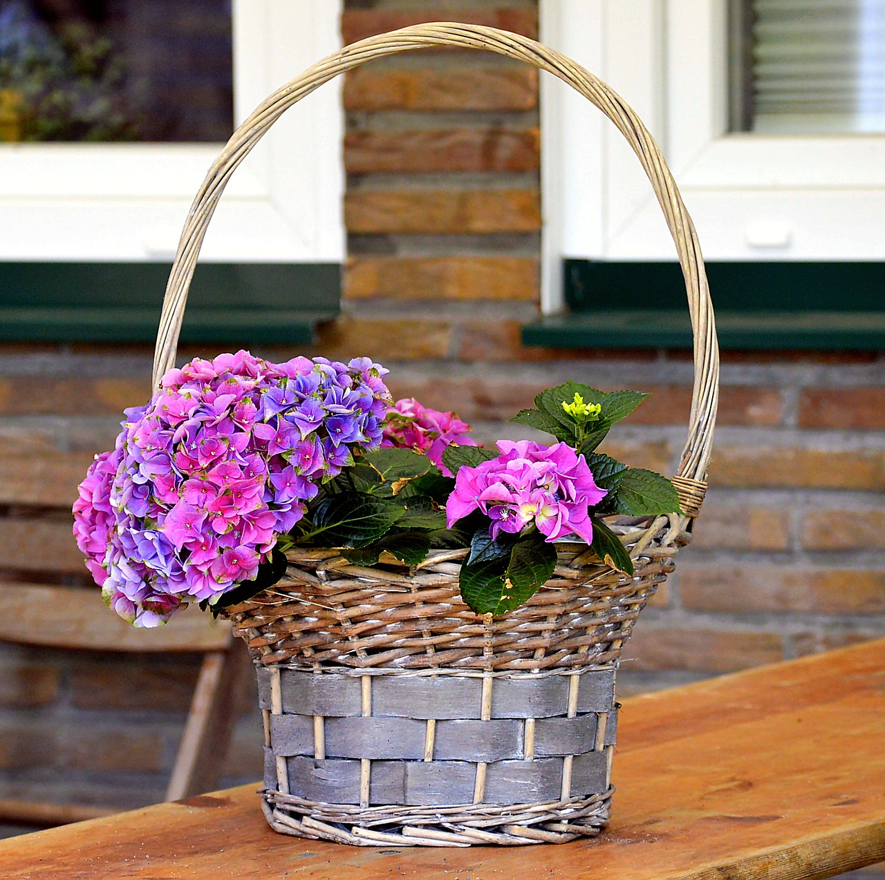 flower basket basket plant free photo