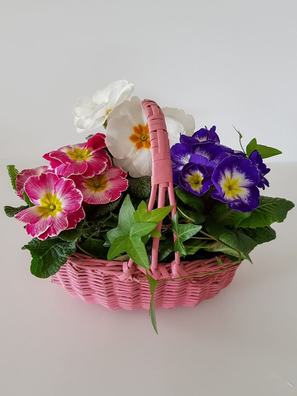 flower basket primroses primula free photo