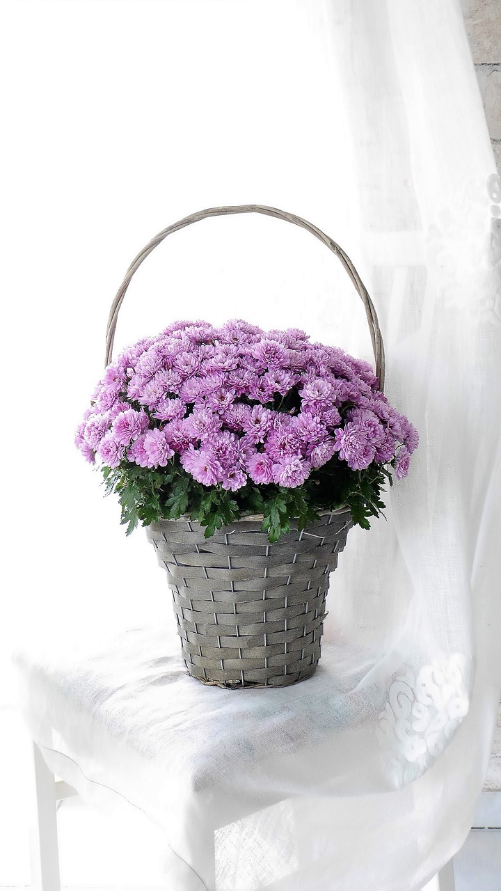 flower basket  autumn flowers  asters free photo